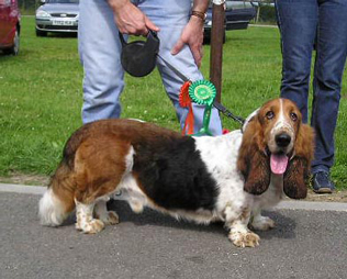 long haired basset hound
